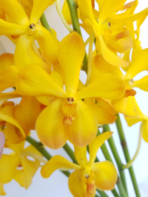 Yellow Classic image